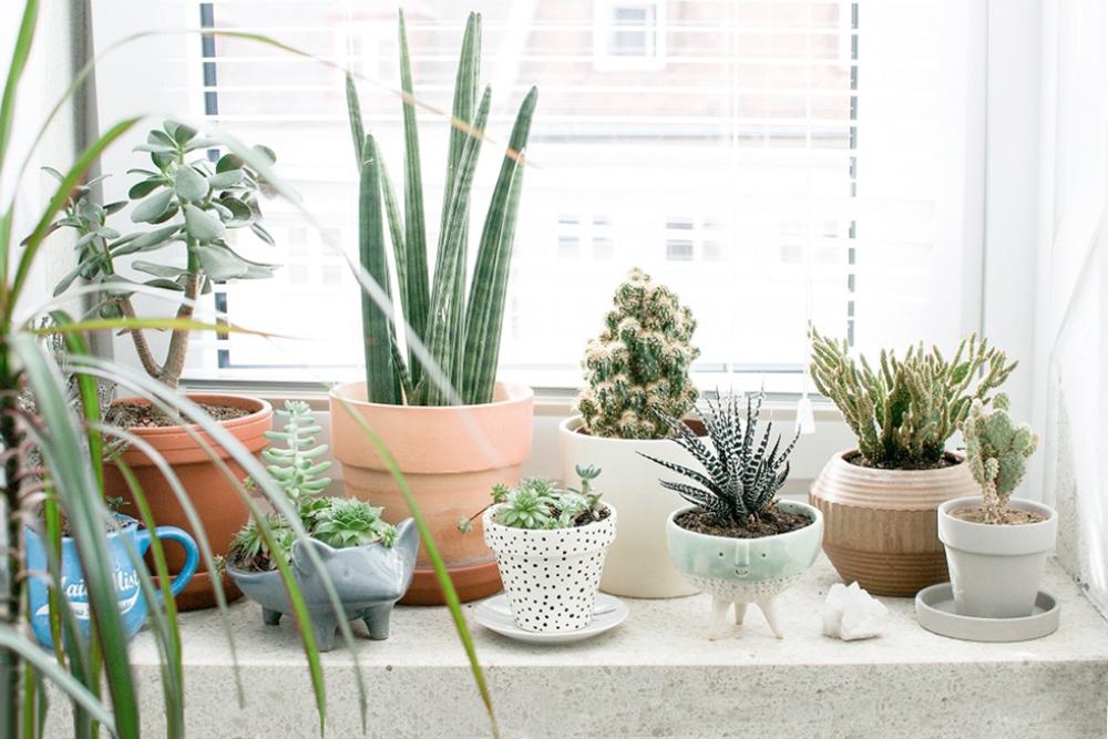 Plants on a home windowsill